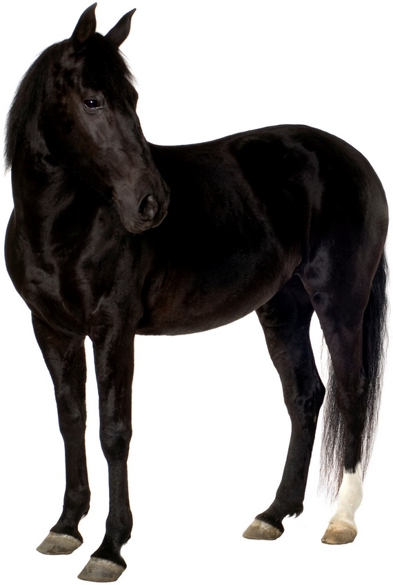 zdravý černý kůň