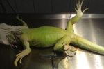 Iguana iguana,leguán zelený