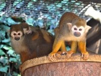 Opičky drápkaté v nových ubikacích