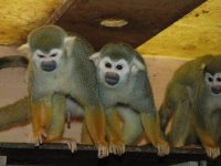 Opičky drápkaté (2)
