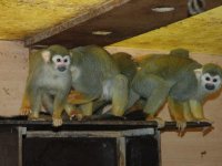 Opičky drápkaté (3)