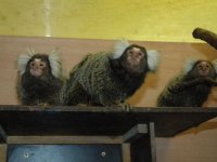 Opičky drápkaté