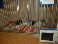 Pooperační péče, hospitalizace zvířat