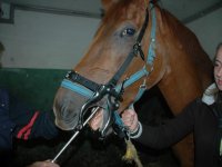 Ošetření chrupu koně