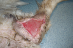 Chirurgické řešení rozsáhlé skalpované kůže na pánevní končetině psa